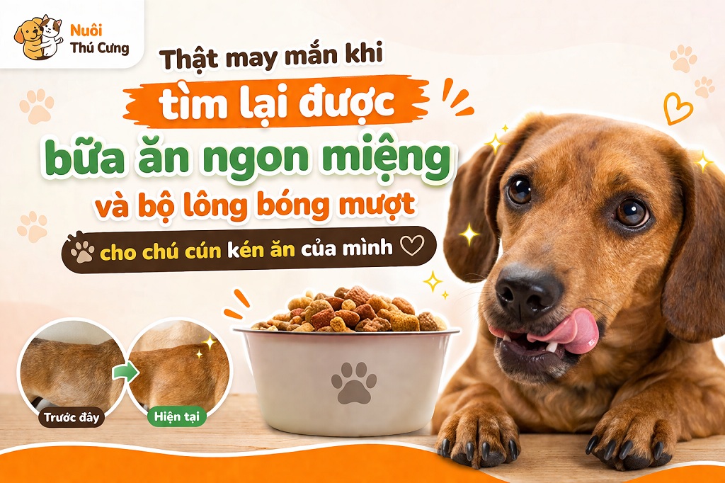 Thật may mắn khi tìm lại được bữa ăn ngon miệng và bộ lông bóng mượt cho chú cún kén ăn của mình