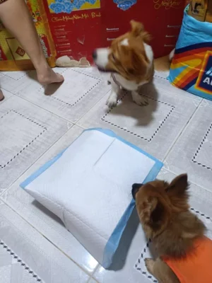 Giải pháp vệ sinh và huấn luyện giúp giữ sàn nhà luôn sạch thơm khi nuôi giống chó nghịch ngợm như Corgi