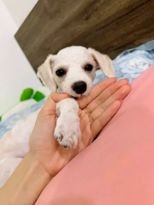 Mẹo đánh bay mùi khai nước tiểu chó mèo và trả lại không gian sống thơm tho cho gia đình